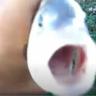 Killer Fish