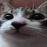 Silly Cat