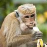 banane