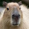 Capybara