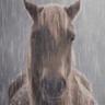 sad horse