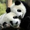 PandaMan