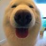 bob