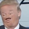 Halowigeds