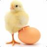 Baby Chicken Nugget