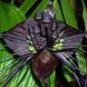 Black Bat Flower