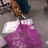 dirtyLilDoG