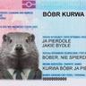 Bóbr Kurwa