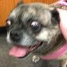 ratpug