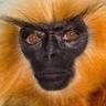 Armando Djigirijohnson