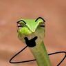 snake