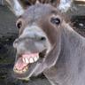 >Donkee<