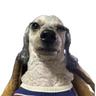 MongSil