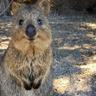 Quokka