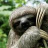 Sloth