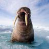 Walrus