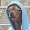 dawg