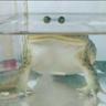Frog_lest