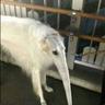 Just a dog