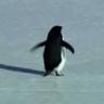 Penguin, Depressed