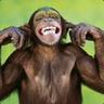 Primate