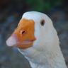 Fucking Goose