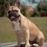 Une belle Chienne