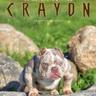 | MLB | Pimpy Son Crayon