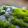 Moss