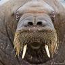 TheRetardedWalrus