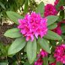 Rhodo Dendron
