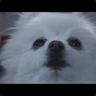 Doge's Brother