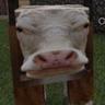CuscoCotta