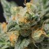 Indica