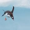 Flying Penguin