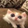 Котик