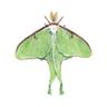 Moth