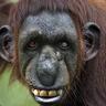 Abusive Ape