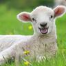 Lammas