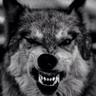 DaRk🐺WolF