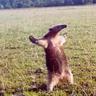 Belligol