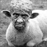Hamrine