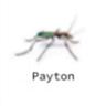 Payton