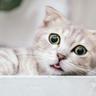 Aommhoo♥
