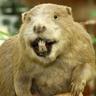 MIXHEL RABBIT