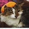 Fluff the Mandarin Warrior