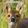 ИГРИВАЯ КОСУЛЯ