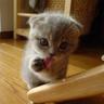 Frihave