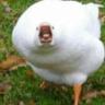 Special Duck