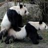 Pandanomnom